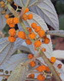 Debregeasia longifolia | Orange Wild Rhea | 200_Seeds