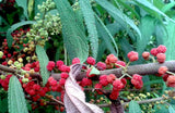 Debregeasia longifolia | Orange Wild Rhea | 200_Seeds