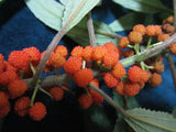 Debregeasia longifolia | Orange Wild Rhea | 200_Seeds