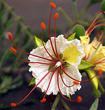 Delonix decaryi | Poinciana | Flamboyant Tree | 10_Seeds