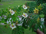 Delonix decaryi | Poinciana | Flamboyant Tree | 10_Seeds