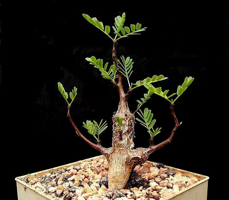 Delonix decaryi | Poinciana | Flamboyant Tree