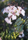 Delonix decaryi | Poinciana | Flamboyant Tree | 10_Seeds