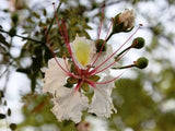 Delonix decaryi | Poinciana | Flamboyant Tree | 10_Seeds