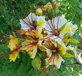 Delonix elata | White Poinciana | Yellow Gul Mohur | Creamy Peacock | 5_Seeds