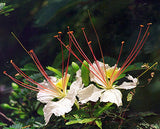 Delonix elata | White Poinciana | Yellow Gul Mohur | Creamy Peacock | 5_Seeds