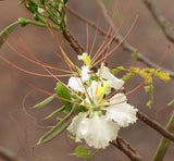 Delonix elata | White Poinciana | Yellow Gul Mohur | Creamy Peacock | 5_Seeds