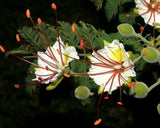 Delonix elata | White Poinciana | Yellow Gul Mohur | Creamy Peacock | 5_Seeds