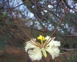Delonix elata | White Poinciana | Yellow Gul Mohur | Creamy Peacock | 5_Seeds