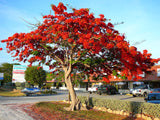 Delonix regia | Royal Poinciana | Flamboyant Flame Tree | Gulmohar | 5_Seeds