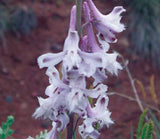Delphinium wootonii | Organ Mountain Larkspur | 20_Seeds