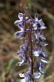 Delphinium wootonii | Organ Mountain Larkspur | 20_Seeds