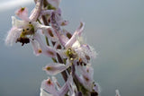 Delphinium wootonii | Organ Mountain Larkspur | 20_Seeds