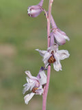 Delphinium wootonii | Organ Mountain Larkspur | 20_Seeds