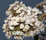 Desmodium oojeinense | Ougeinia | Chariot Tree | Sandan | 10_Seeds