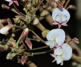 Desmodium oojeinense | Ougeinia | Chariot Tree | Sandan | 10_Seeds
