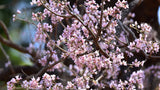 Desmodium oojeinense | Ougeinia | Chariot Tree | Sandan | 10_Seeds