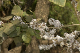 Desmodium oojeinense | Ougeinia | Chariot Tree | Sandan | 10_Seeds