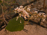 Desmodium oojeinense | Ougeinia | Chariot Tree | Sandan | 10_Seeds