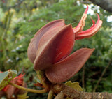 Chiranthodendron pentadactylon | Devils Hand Tree | 10_Seeds