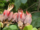 Chiranthodendron pentadactylon | Devils Hand Tree | 10_Seeds