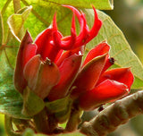 Chiranthodendron pentadactylon | Devils Hand Tree | 10_Seeds