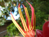 Chiranthodendron pentadactylon | Devils Hand Tree | 10_Seeds