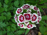 Dianthus barbatus | Sweet William | 100_Seeds