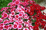 Dianthus barbatus | Sweet William | 100_Seeds