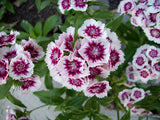 Dianthus barbatus | Sweet William | 100_Seeds