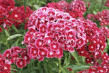 Dianthus barbatus | Sweet William | 100_Seeds