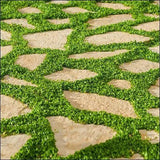 Dichondra micrantha | Asian Ponysfoot | Lawn Leaf | 100_Seeds