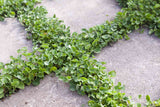 Dichondra micrantha | Asian Ponysfoot | Lawn Leaf | 100_Seeds