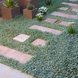 Dichondra micrantha | Asian Ponysfoot | Lawn Leaf | 100_Seeds