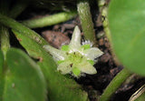 Dichondra micrantha | Asian Ponysfoot | Lawn Leaf | 100_Seeds