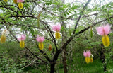 Dichrostachys cinerea | Marabou Thorn | Sickle Bush | Bell Mimosa | 10_Seeds