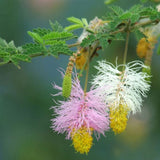 Dichrostachys cinerea | Marabou Thorn | Sickle Bush | Bell Mimosa | 10_Seeds