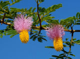 Dichrostachys cinerea | Marabou Thorn | Sickle Bush | Bell Mimosa | 10_Seeds