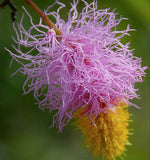 Dichrostachys cinerea | Marabou Thorn | Sickle Bush | Bell Mimosa | 10_Seeds
