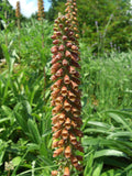 Digitalis parviflora | Foxglove | 20_Seeds