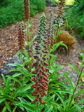 Digitalis parviflora | Foxglove | 20_Seeds