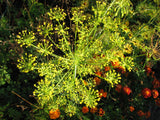 Anethum graveolens | Dill | 500_Seeds