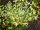 Anethum graveolens | Dill | 500_Seeds