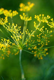 Anethum graveolens | Dill | 500_Seeds