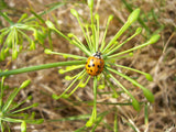 Anethum graveolens | Dill | 500_Seeds