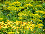 Anethum graveolens | Dill | 500_Seeds