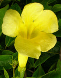 Dolichandra unguis cati | Cats Claw Trumpet | Funnel Creeper | 10_Seeds