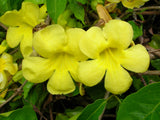 Dolichandra unguis cati | Cats Claw Trumpet | Funnel Creeper | 10_Seeds