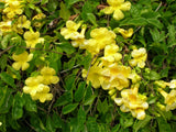 Dolichandra unguis cati | Cats Claw Trumpet | Funnel Creeper | 10_Seeds