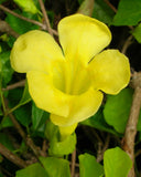Dolichandra unguis cati | Cats Claw Trumpet | Funnel Creeper | 10_Seeds